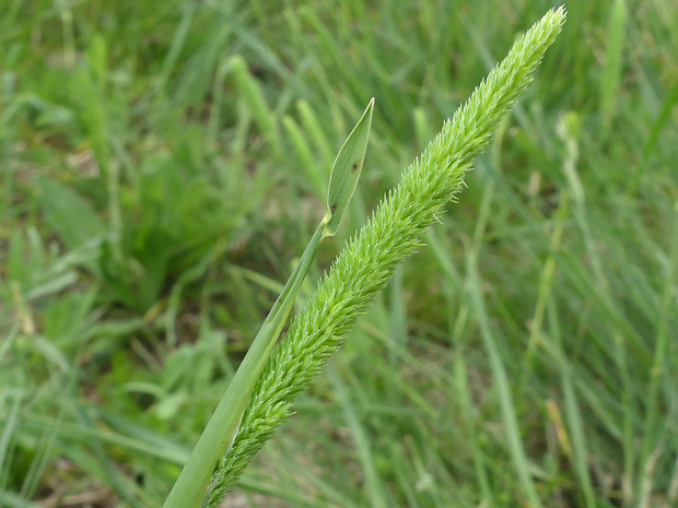 timotejka tuhá Phleum phleoides (L.) H. Karst.