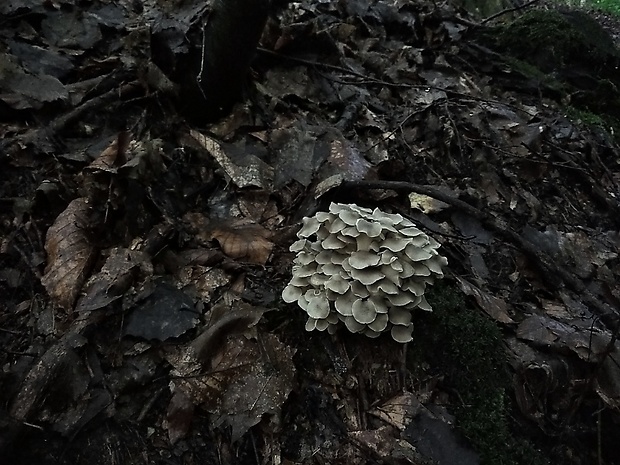 trúdnik klobúčkatý Polyporus umbellatus (Pers.) Fr.