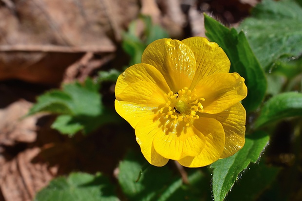 iskerník Ranunculus sp.