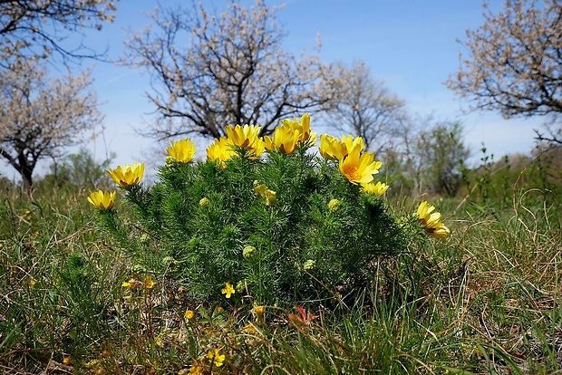 hlaváčik jarný Adonis vernalis L.