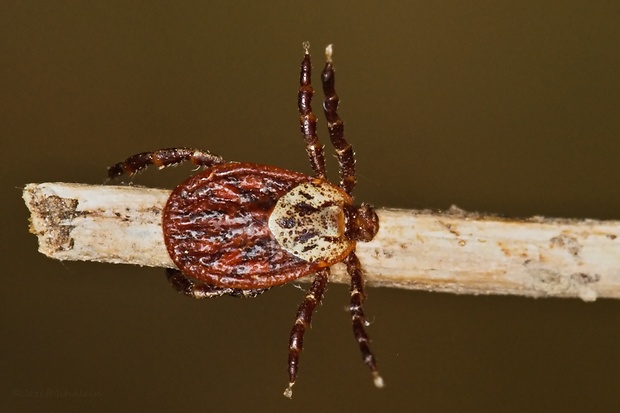 pijak lužný Dermacentor reticulatus