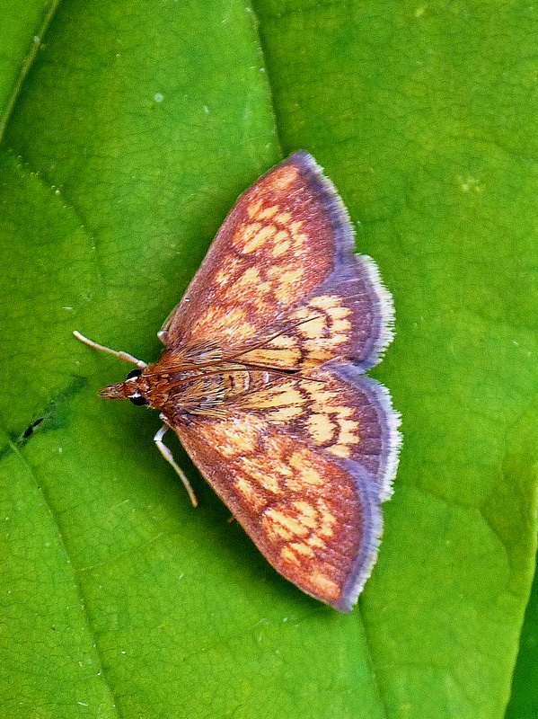 vijačka betoniková Ecpyrrhorrhoe rubiginalis