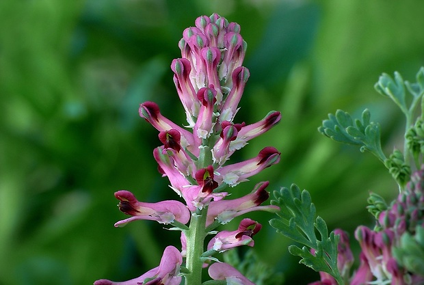 zemedym lekársky Fumaria officinalis L.