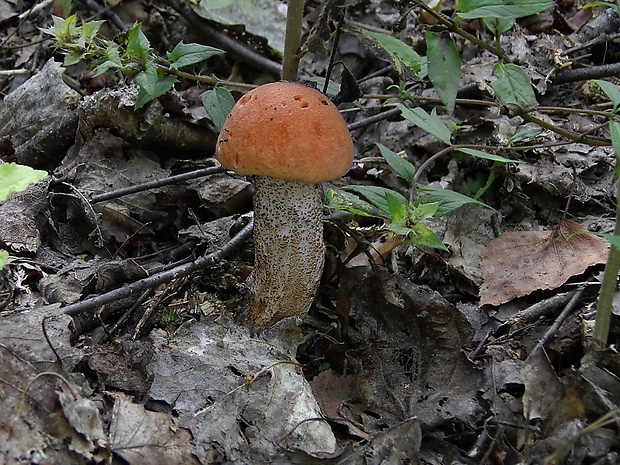 kozák dubový Leccinum aurantiacum (Bull.) Gray