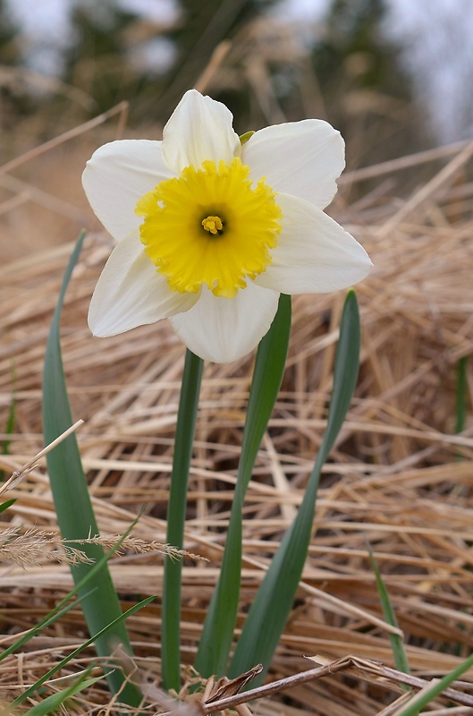 narcis Narcisus sp.