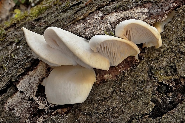 hliva buková Pleurotus pulmonarius (Fr.) Quél.