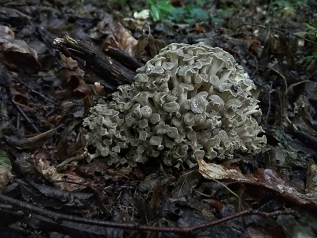 trúdnik klobúčkatý Polyporus umbellatus (Pers.) Fr.