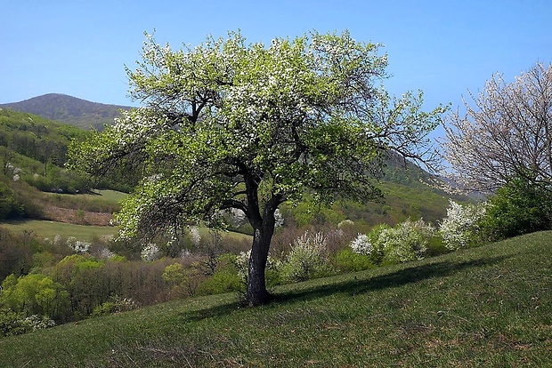 hruška planá Pyrus pyraster (L.) Burgsd.