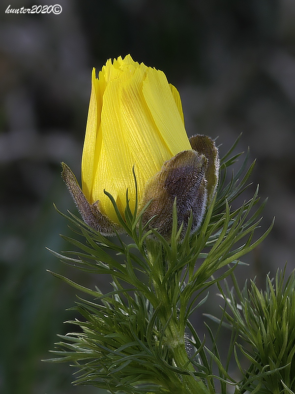 hlaváčik jarný Adonis vernalis L.