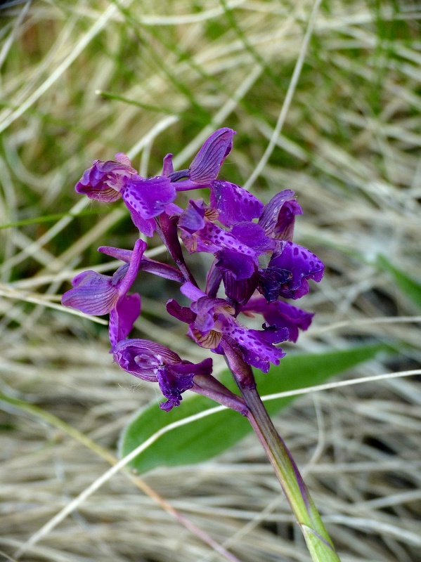 červenohlav obyčajný Anacamptis morio (L.) R. M. Bateman, A. M. Pringeon & M. W. Chase