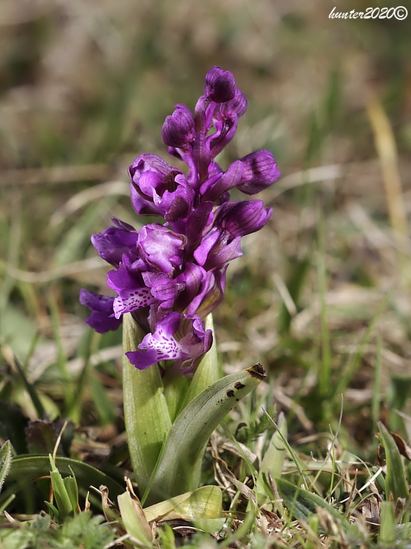 červenohlav obyčajný Anacamptis morio (L.) R. M. Bateman, A. M. Pringeon & M. W. Chase