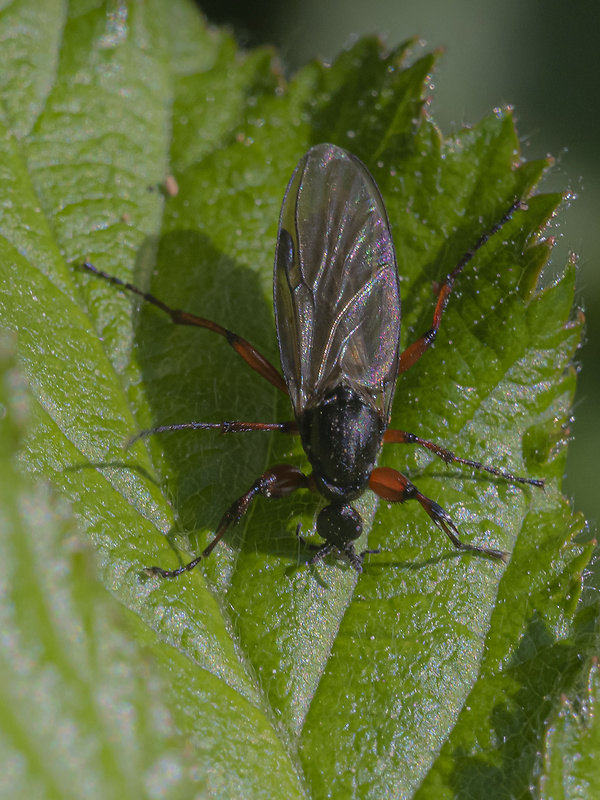 mušica Bibio varipes