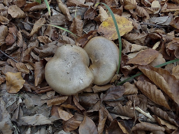 pavučinovec Cortinarius sp.