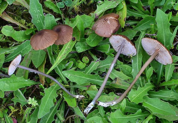 hodvábnica Entoloma lividocyanulum (Kühner) Noordel.