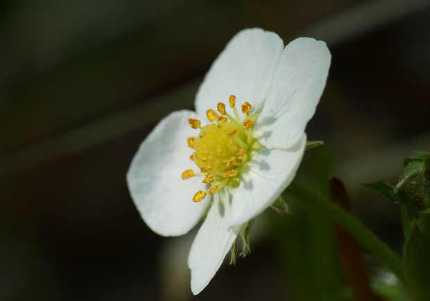 jahoda obyčajná Fragaria vesca L.