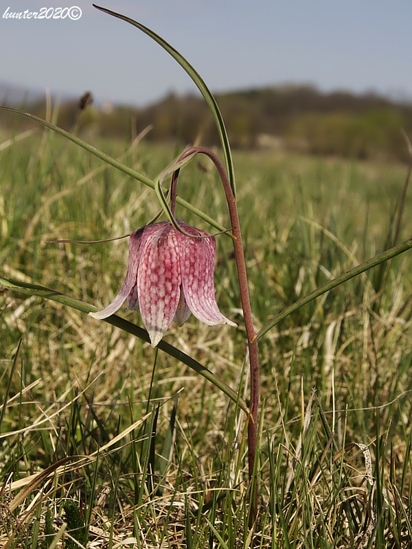 korunkovka strakatá Fritillaria meleagris L.