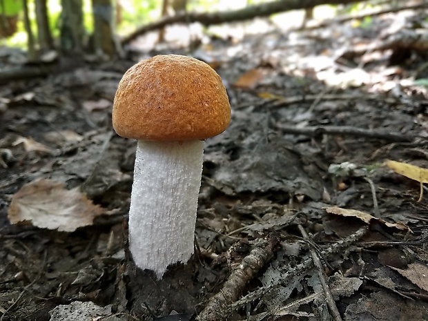 kozák osikový Leccinum albostipitatum den Bakker & Noordel.