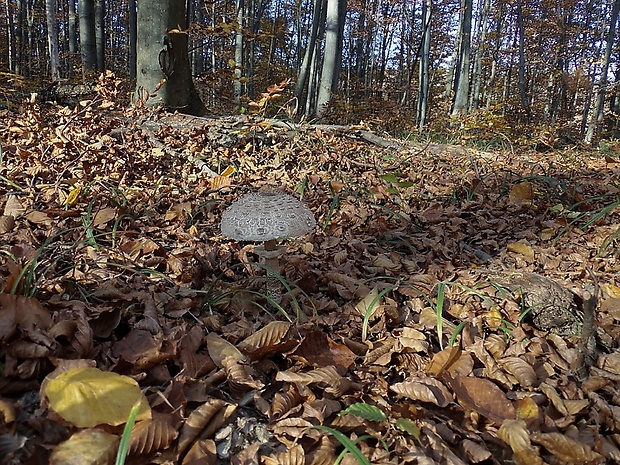 bedľa vysoká Macrolepiota procera (Scop.) Singer