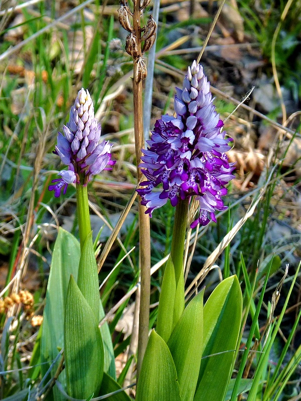 vstavač vojenský Orchis militaris L.