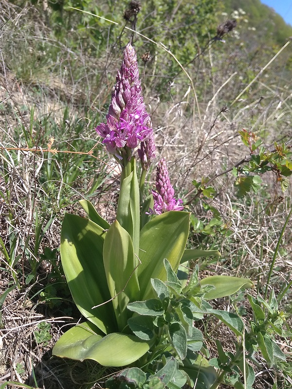 vstavač vojenský Orchis militaris L.