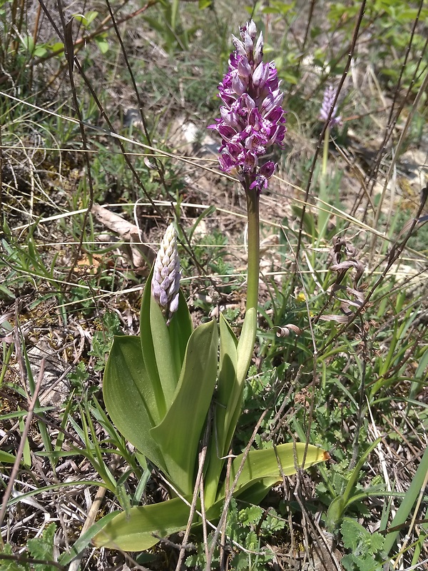 vstavač vojenský Orchis militaris L.