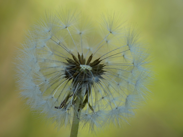 púpava lekárska Taraxacum officinale (L.) Weber ex F.H.Wigg