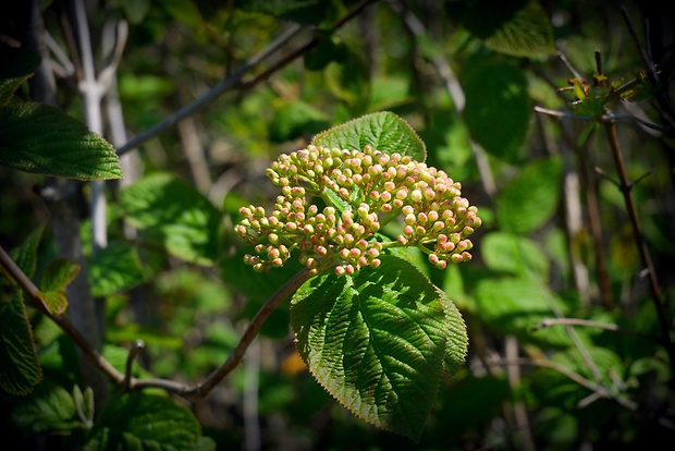 kalina siripútková Viburnum lantana L.