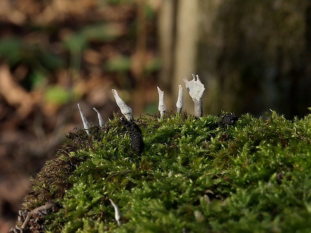 drevnatec parohatý Xylaria hypoxylon (L.) Grev.