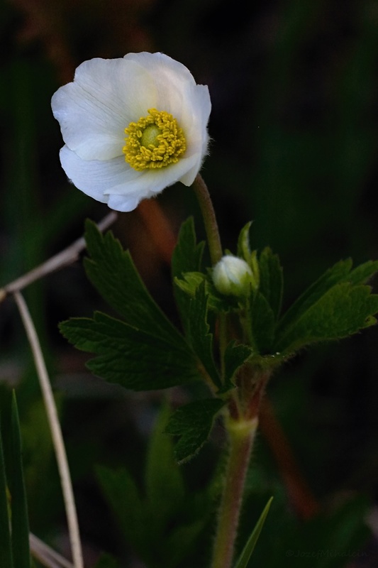 veternica lesná Anemone sylvestris L.