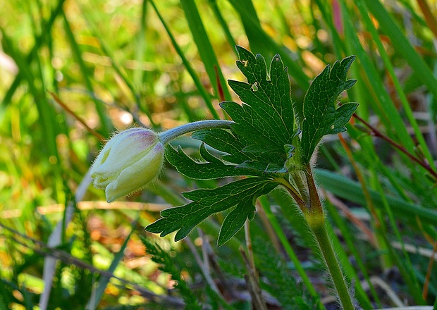 veternica lesná Anemone sylvestris L.