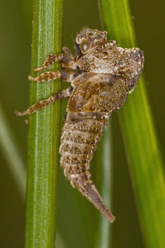 tŕňovka liesková  Centrotus cornutus