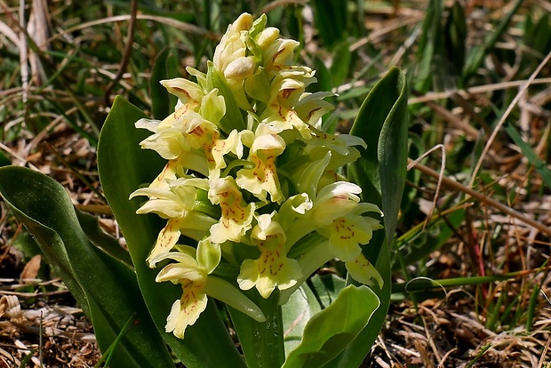 vstavačovec bazový Dactylorhiza sambucina (L.) Soó