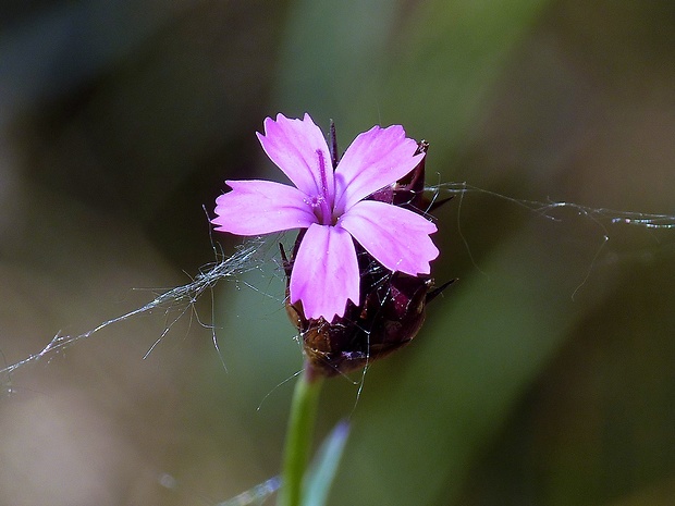 klinček kartuziánsky Dianthus carthusianorum L.