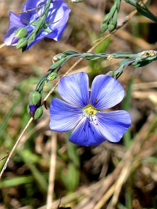 ľan rakúsky Linum austriacum L.