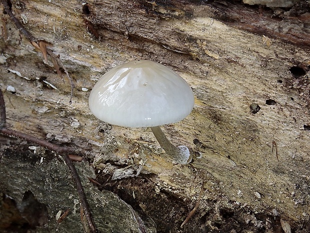 sliznačka obyčajná Mucidula mucida (Schrad.) Pat.