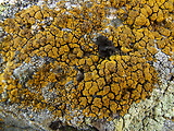 svietivček koralovitý
