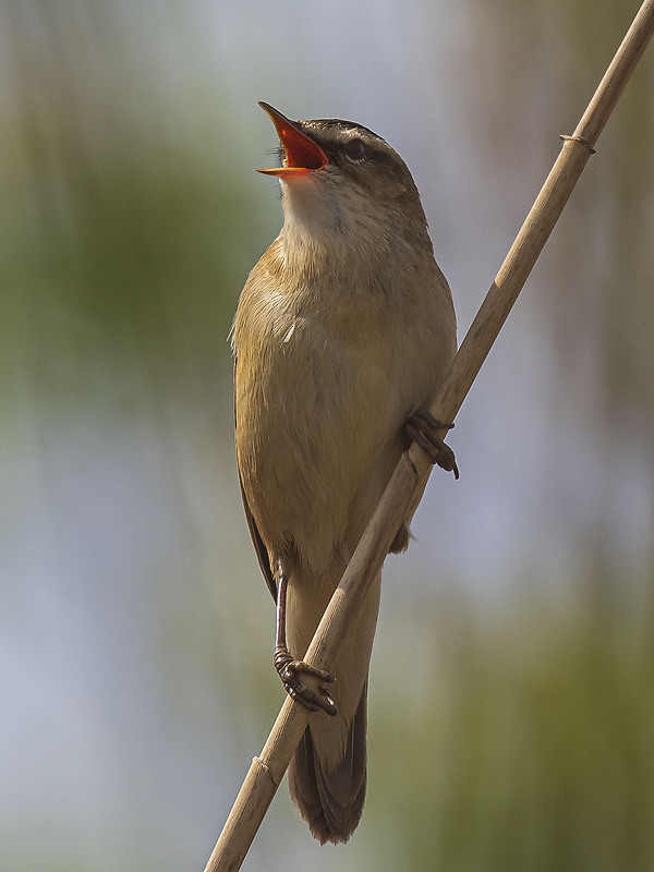 trsteniarik veľký Acrocephalus arundinaceus