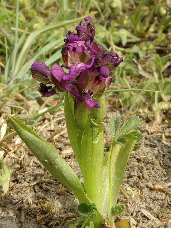 červenohlav obyčajný Anacamptis morio (L.) R. M. Bateman, A. M. Pringeon & M. W. Chase