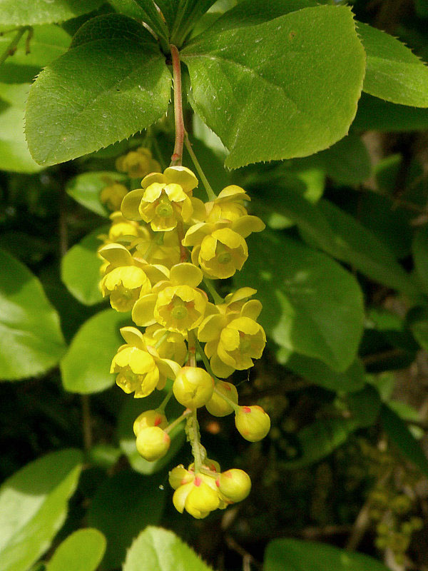 dráč obyčajný Berberis vulgaris L.