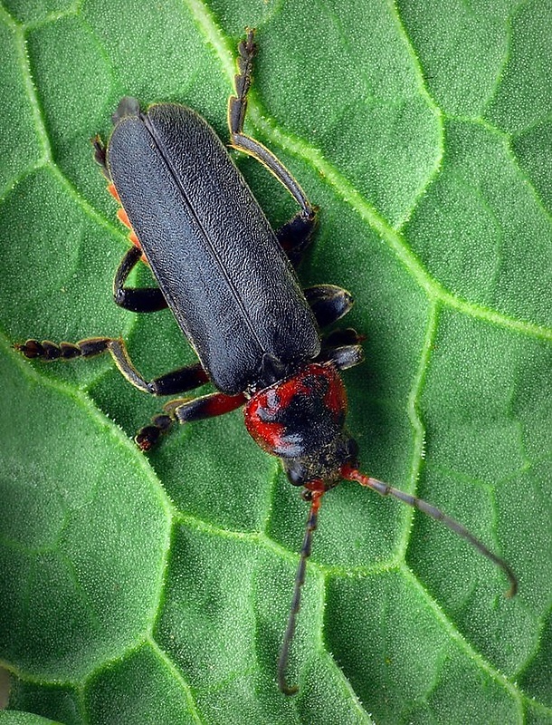 snehuľčík sivočierny (sk) / páteříček sněhový (cz) Cantharis fusca Linnaeus, 1758