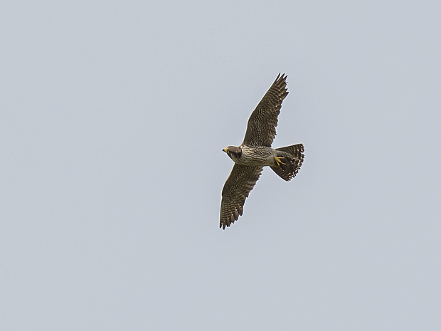 sokol sťahovavý Falco peregrinus