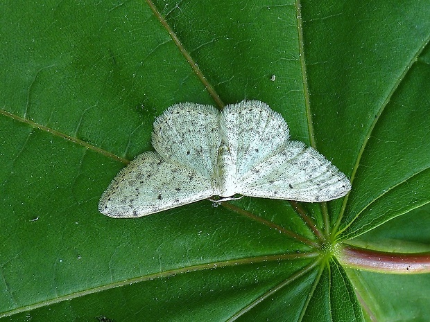 piadica čremchová Idaea seriata