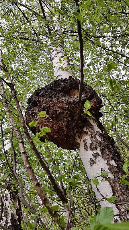 ryšavec Šikmý - Čaga Inonotus obliquus (Ach. ex Pers.) Pilát