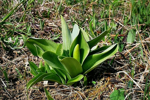 vstavač vojenský Orchis militaris L.