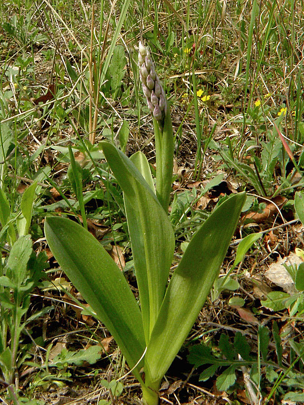 vstavač vojenský Orchis militaris L.