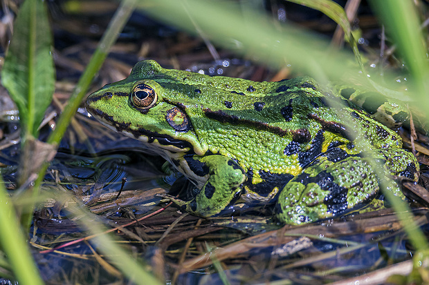 skokan zelený Pelophylax esculentus