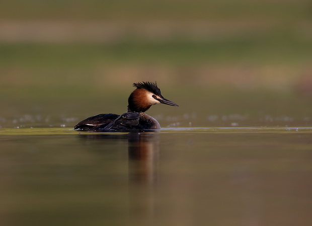 potápka chochlatá Podiceps cristatus