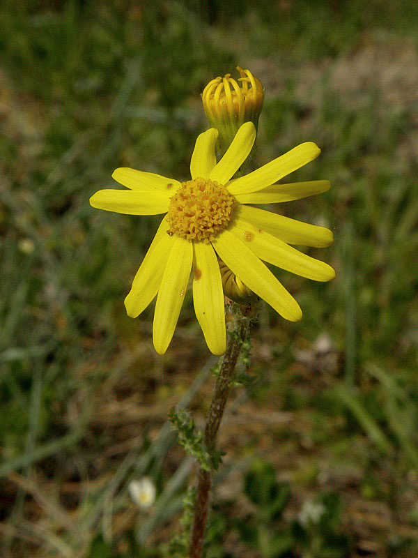 starček jarný Senecio vernalis Waldst. et Kit.