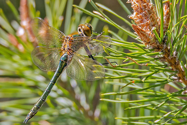 ligotavka zelená Somatochlora metallica