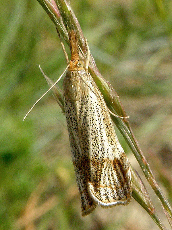 trávovec jarný Thisanotia Chrysonuchella Scopoli, 1763